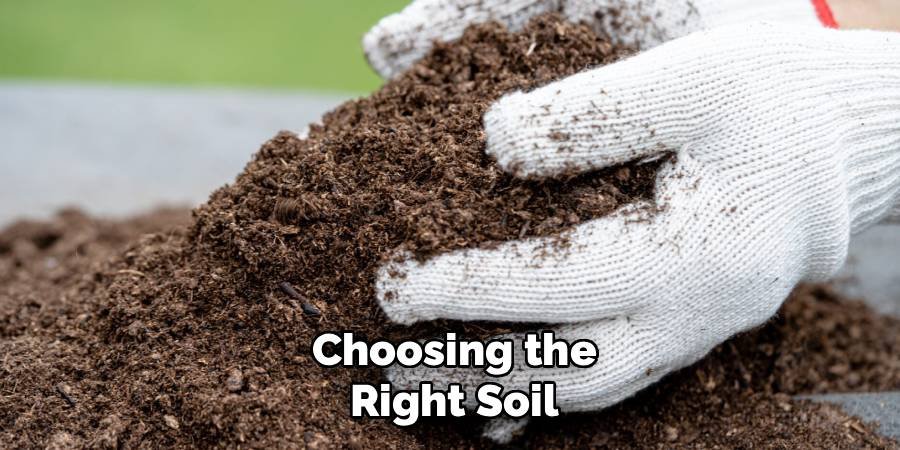Choosing the Right Soil
