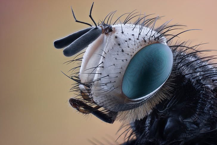 Garden Pests