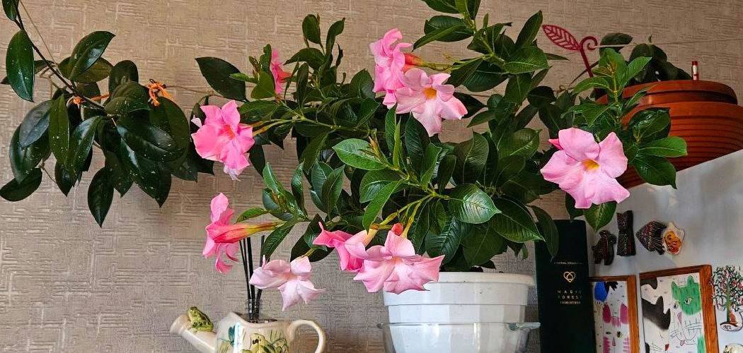 How to Fix Waterlogged Soil in Pots