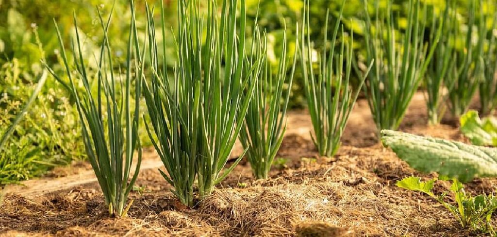 How to Get Rid of Onion Grass in Your Lawn