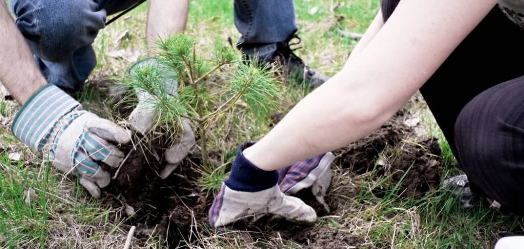 How to Keep Soil Warm in Winter