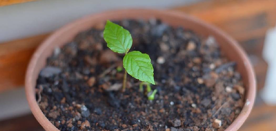 How to Make Bonsai Soil at Home