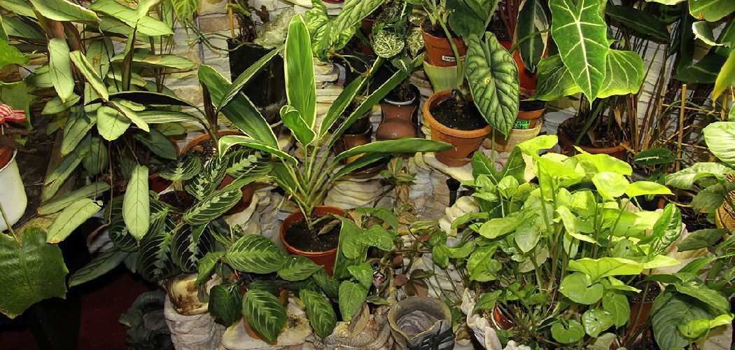 How to Protect Container Plants in Winter