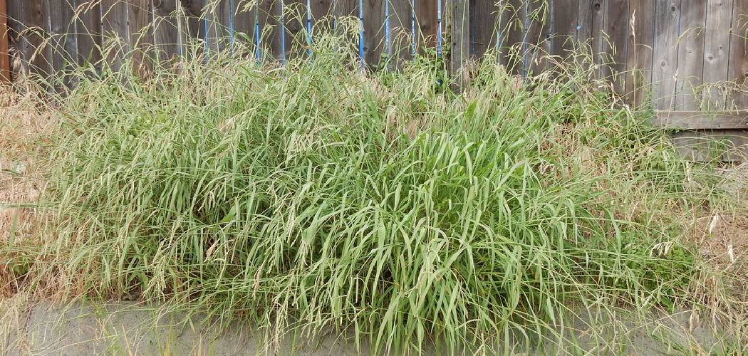 How to Remove Dallisgrass From Lawn