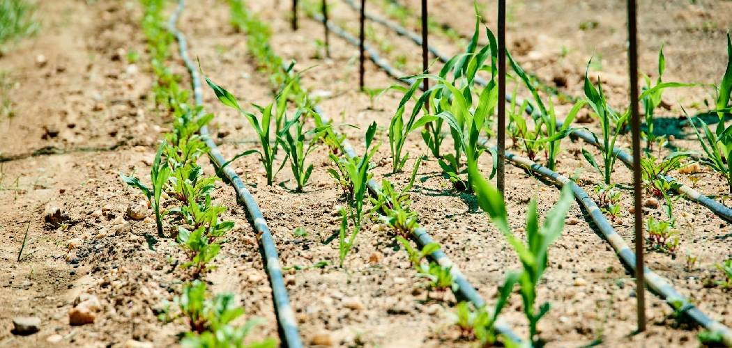 How to Use Biochar in Your Garden