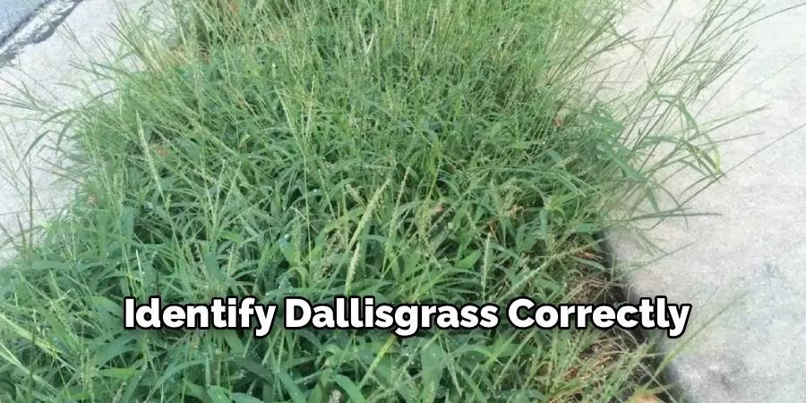 Identify Dallisgrass Correctly