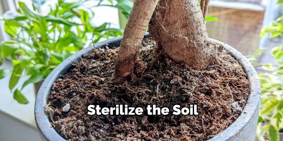 Sterilize the Soil