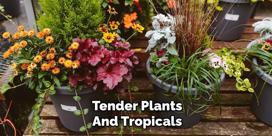 Tender Plants and Tropicals