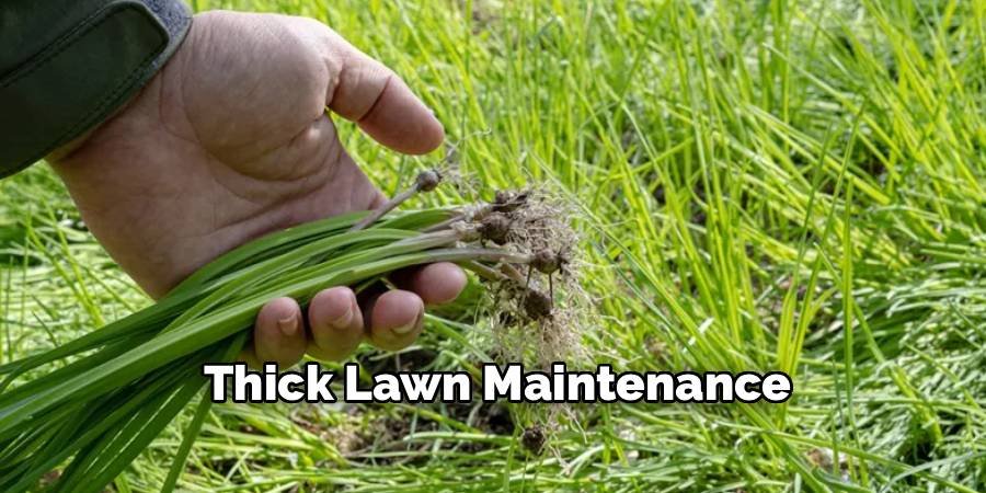 Thick Lawn Maintenance