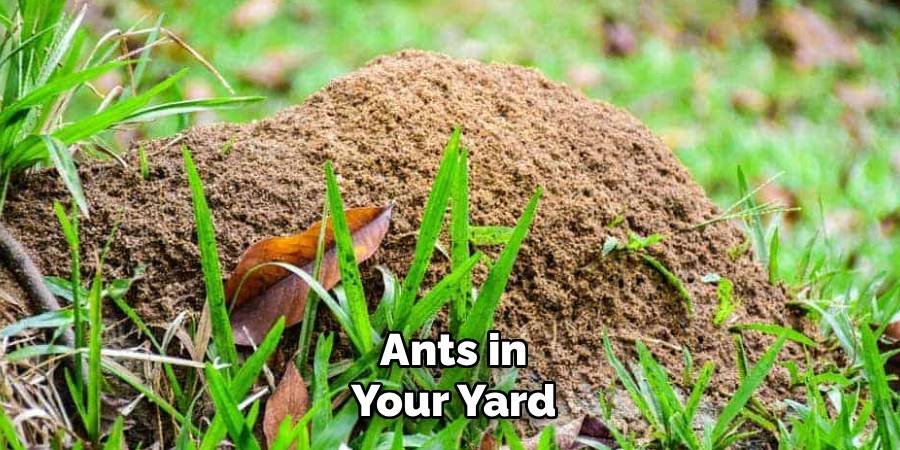 Ants in Your Yard
