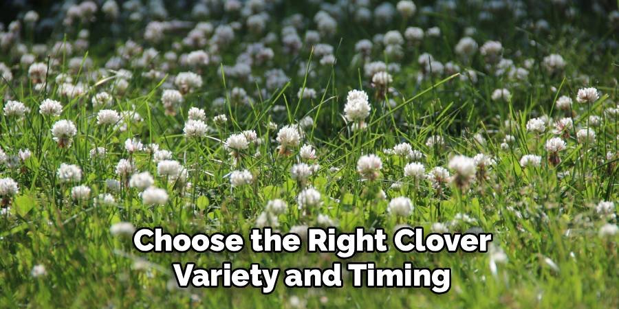 Choose the Right Clover Variety and Timing