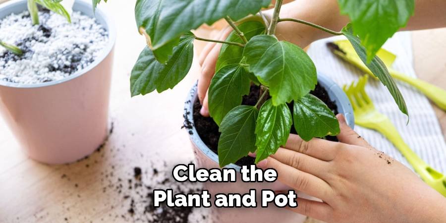 Clean the Plant and Pot