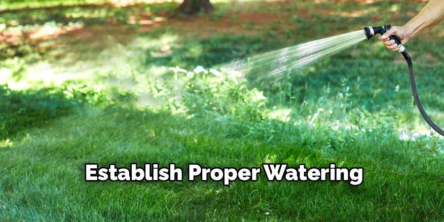 Establish Proper Watering