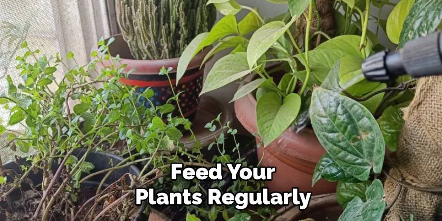 Feed Your Plants Regularly