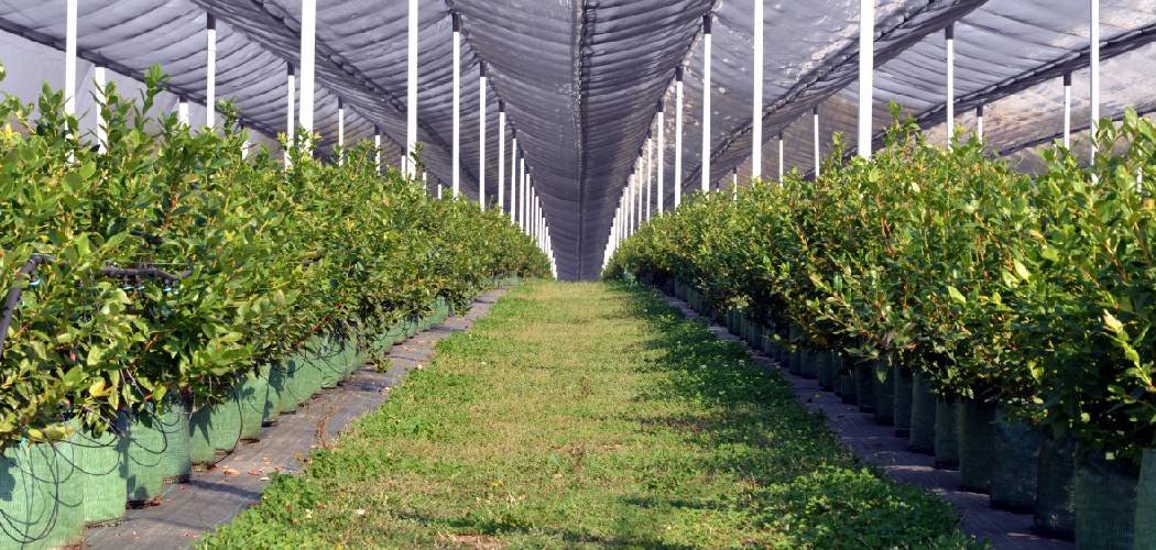 How to Add Humidity to a Greenhouse