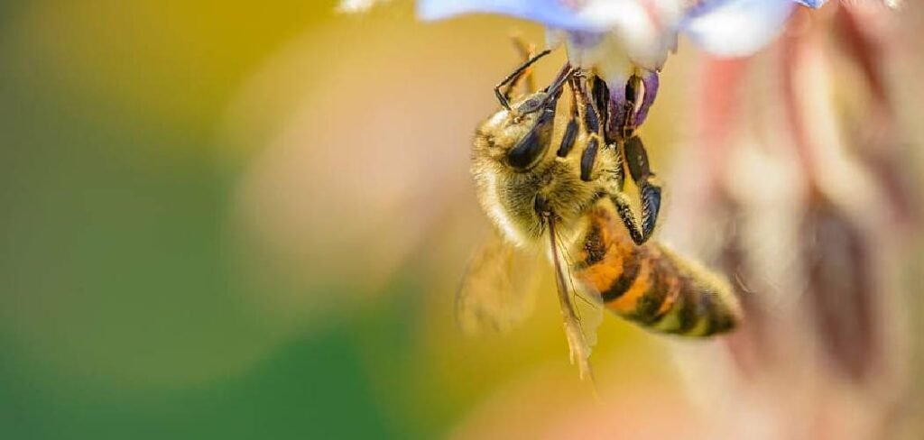 How to Attract Bumble Bees to Your Garden