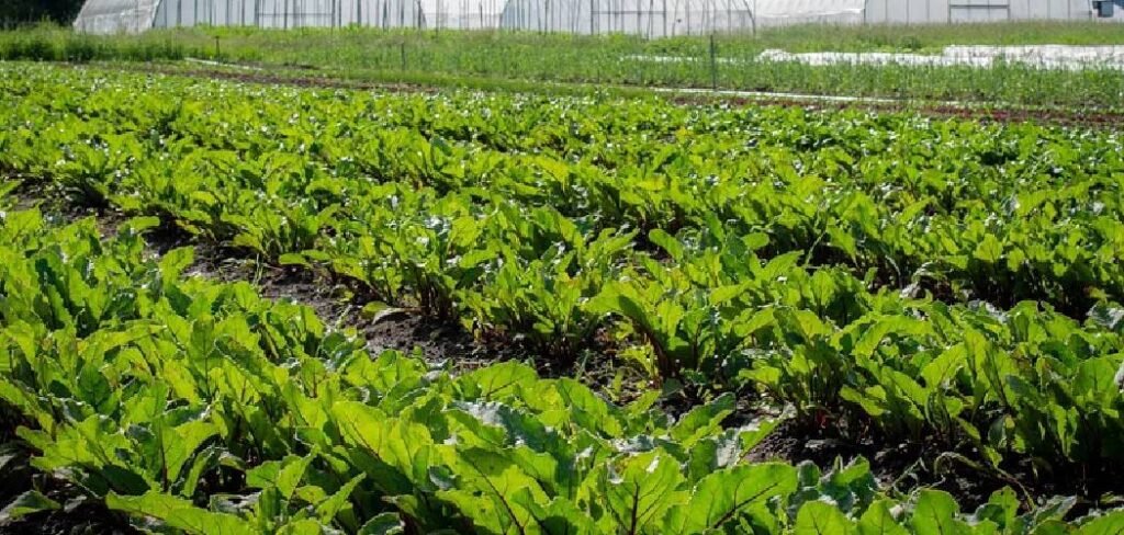 How to Build an Underground Greenhouse