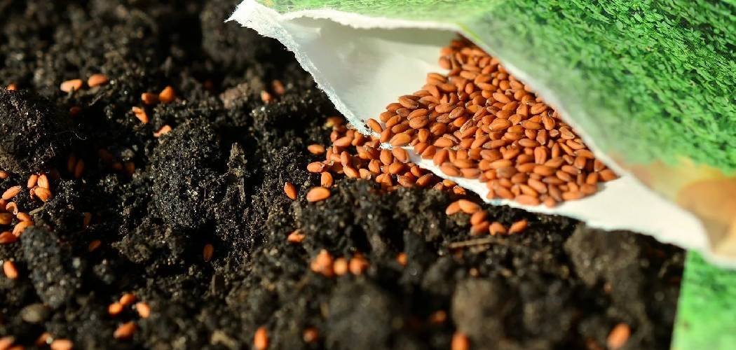 How to Care for Newly Seeded Lawn