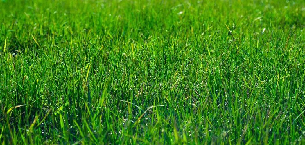 How to Choose the Right Fertilizer for Your Lawn