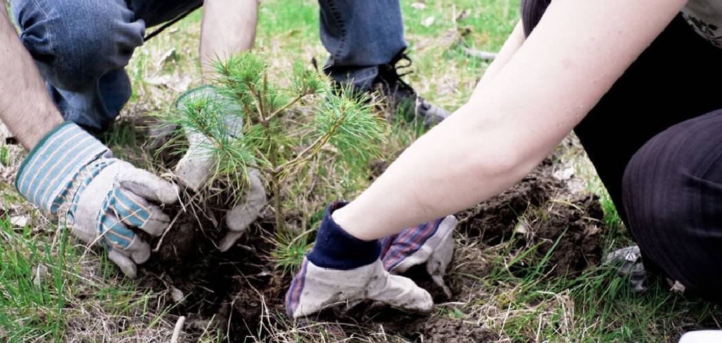 How to Clean Soil for Planting