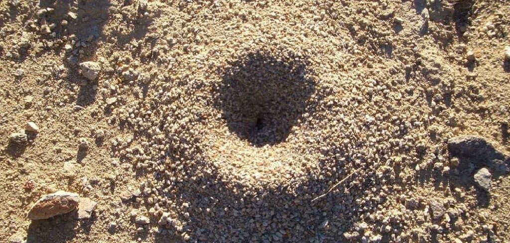 How to Deal with Ant Hills in Lawns