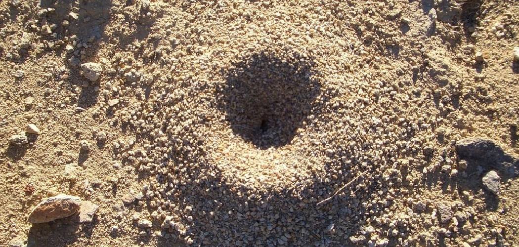 How to Deal with Ant Hills in Lawns