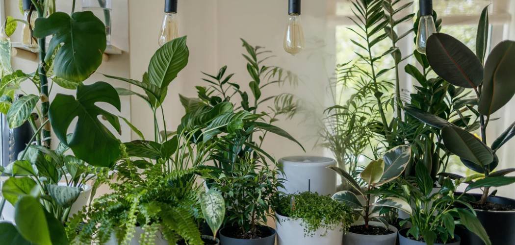 How to Dry Out Soil Indoor Plants