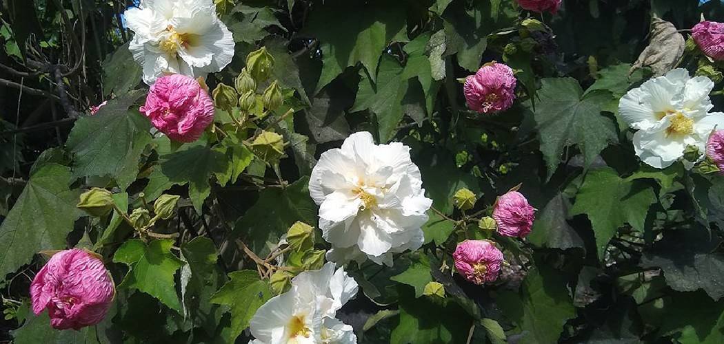 How to Fertilize Gardenias with Coffee Grounds