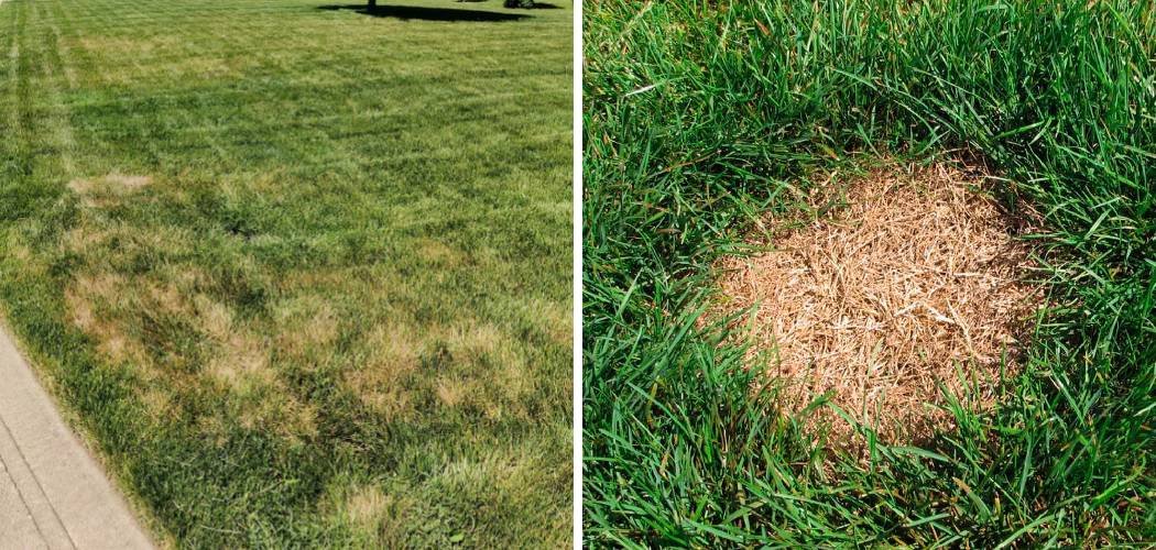 How to Fix Burnt Spots on Lawn
