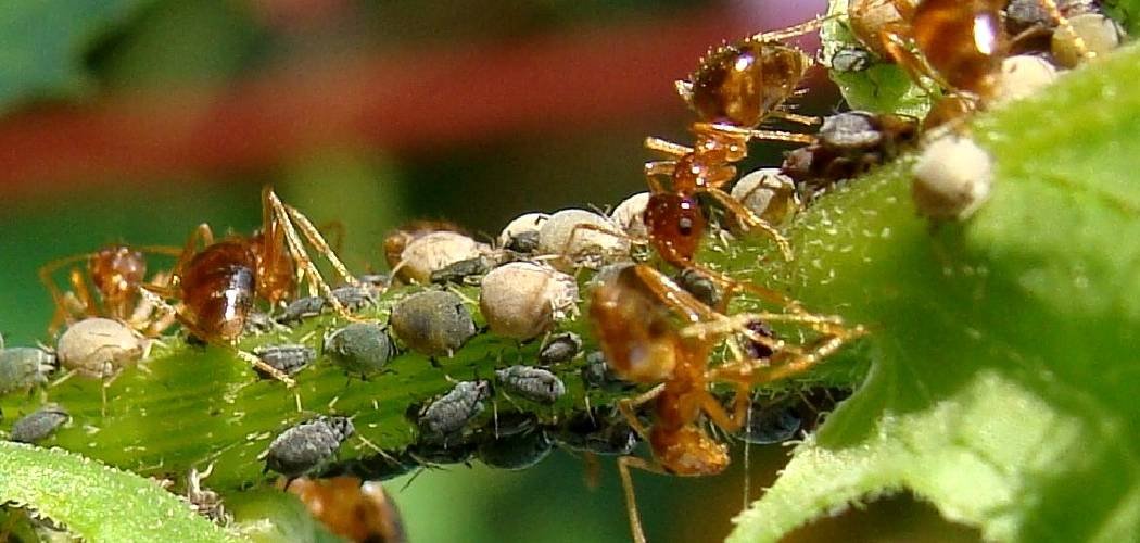 How to Get Ants Off Plants