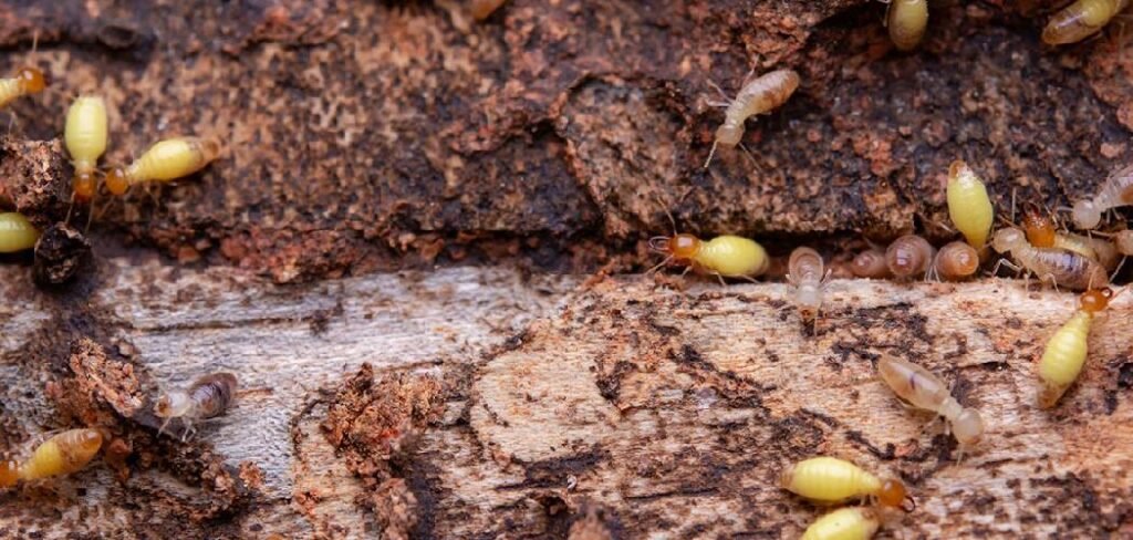 How to Get Rid of Bugs on Houseplants Soil