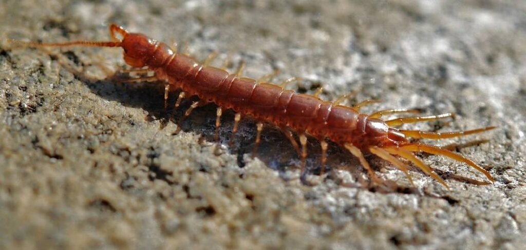 How to Get Rid of Centipedes in Houseplants