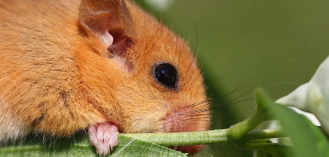 How to Get Rid of Mice in Greenhouse