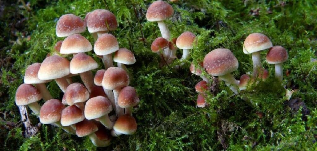 How to Get Rid of Mushrooms in Garden Bed