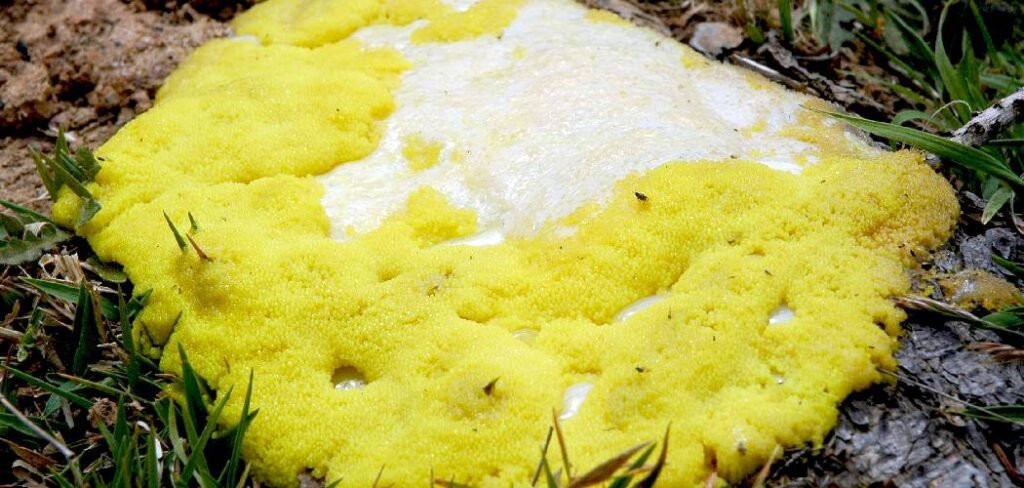 How to Get Rid of Yellow Fungus in Houseplant Soil
