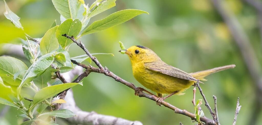 How to Keep Birds Off Lawn