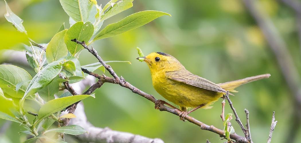 How to Keep Birds Off Lawn