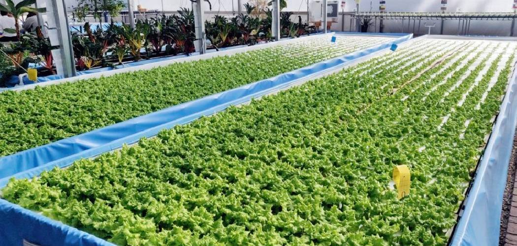 How to Keep Bugs Out of Greenhouse