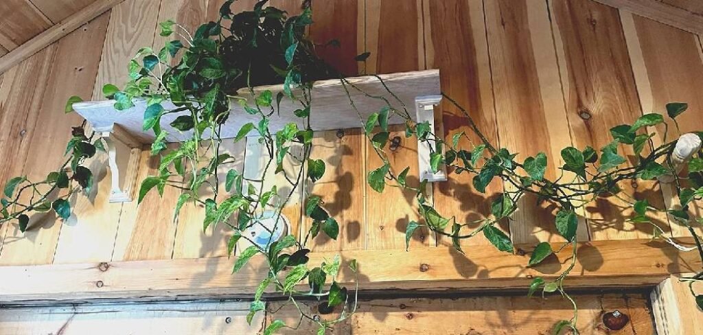 How to Keep Houseplants Warm in Winter