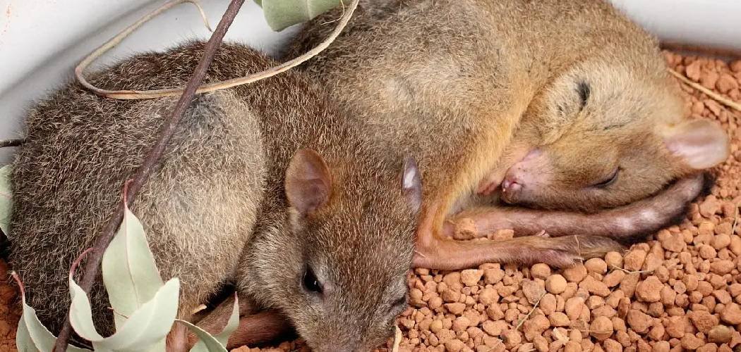 How to Keep Rats Out of Greenhouse