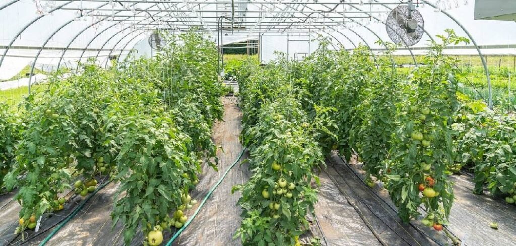 How to Keep a Greenhouse Cool in the Summer