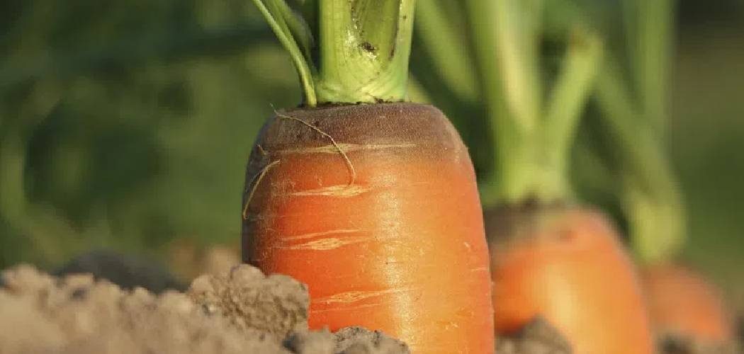 How to Make Sandy Soil for Carrots