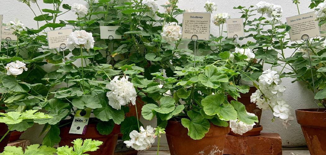 How to Make a Self Sufficient Garden