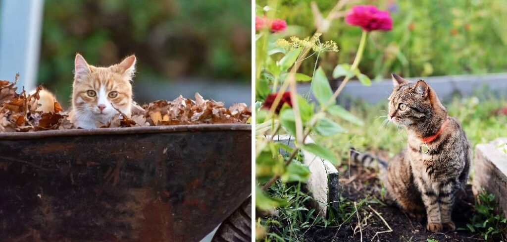 How to Neutralize Cat Feces in Soil