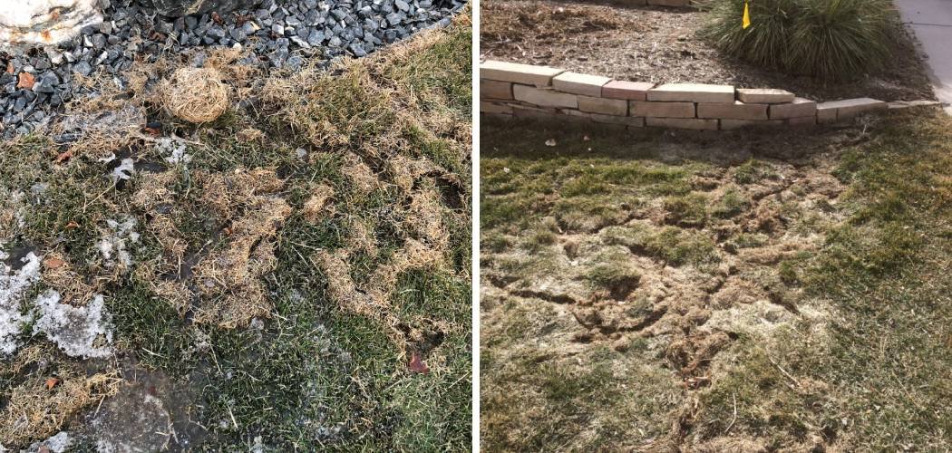 How to Repair Lawn Damaged by Voles