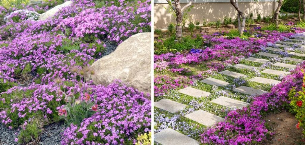 How to Replace Lawn with Creeping Thyme