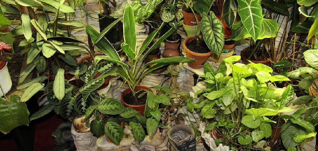 How to Save Plants from Heat