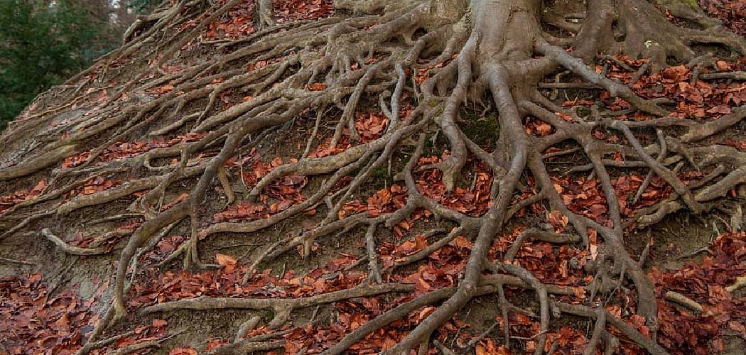 How to Stop Tree Roots from Sprouting in Lawn