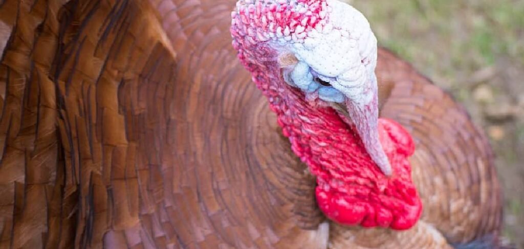 How to Stop Turkeys from Digging Up Lawn