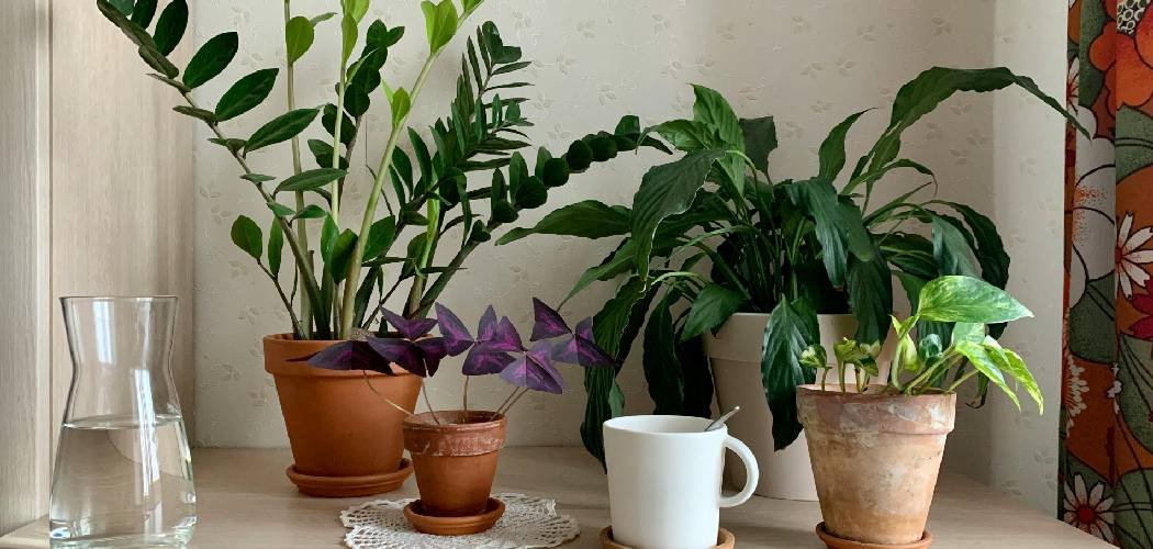 How to Take Care of Plants in Pots